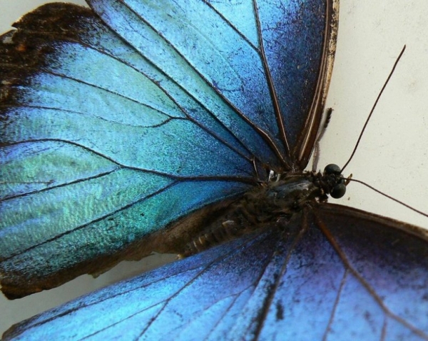Изящные факты о бабочках