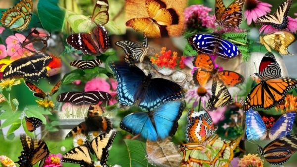 Изящные факты о бабочках